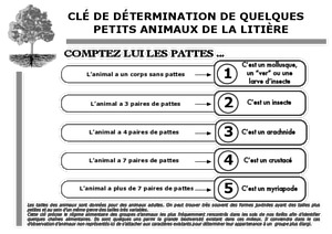 Clés d'identification des petites bêtes du compost